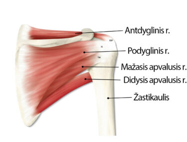 Peties sąnario anatomija iš nugaros