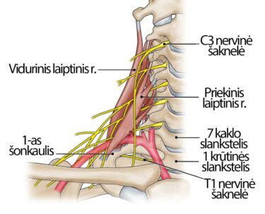 Kaklo anatomija